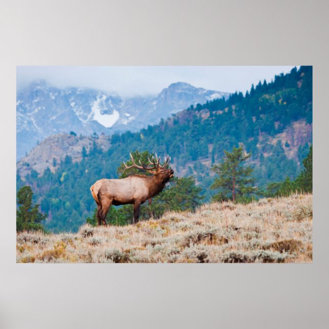 Elk (Cervus elephus) Poster (Vorne)