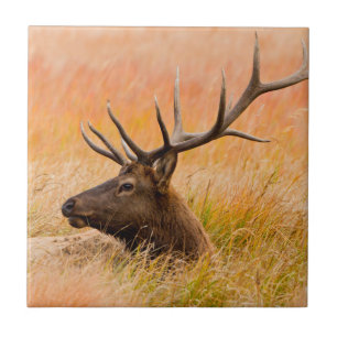 Elk (Cervus elephus) Resting In Meadow Grass Fliese