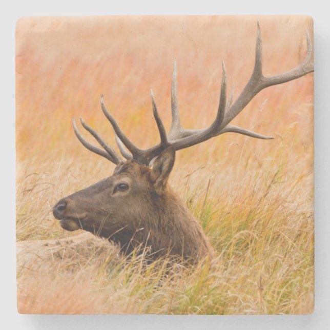 Elk (Cervus elephus) Resting In Meadow Grass Steinuntersetzer (Vorderseite)