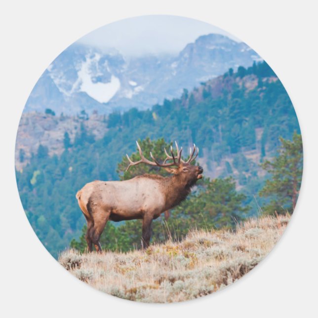 Elk (Cervus elephus) Runder Aufkleber (Vorderseite)