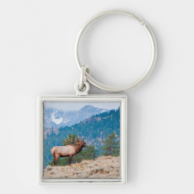 Elk (Cervus elephus) Schlüsselanhänger (Vorne)