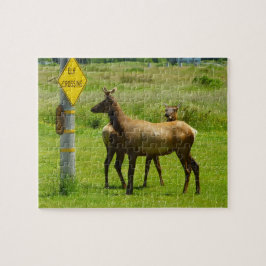 Elk Crossing California Wildlife Fotografie