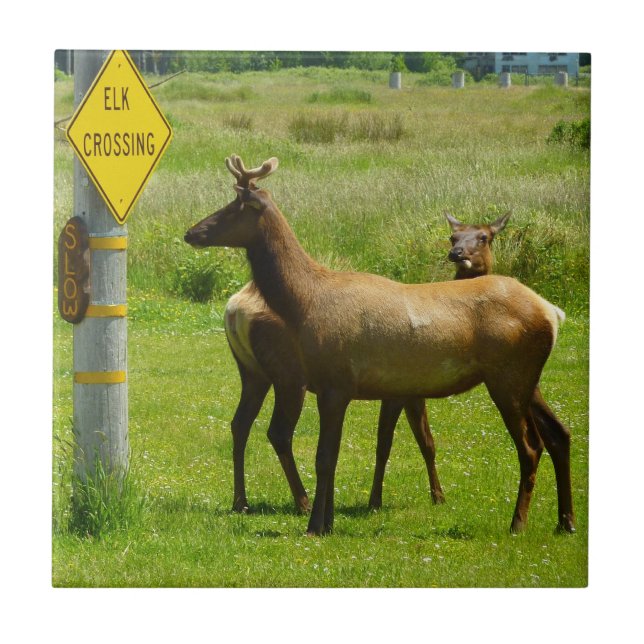 Elk Crossing California Wildlife Fotografie Fliese (Vorderseite)