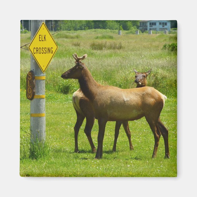 Elk Crossing California Wildlife Fotografie Magnet (Vorne)