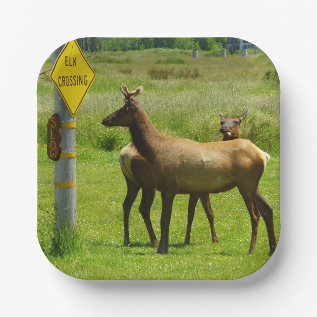 Elk Crossing California Wildlife Fotografie Pappteller (Vorderseite)