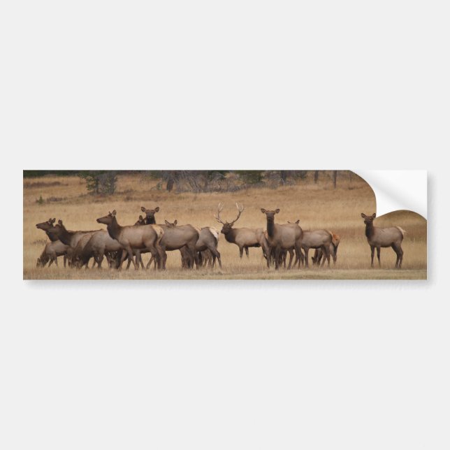 Elk Herd Background Autoaufkleber (Vorne)