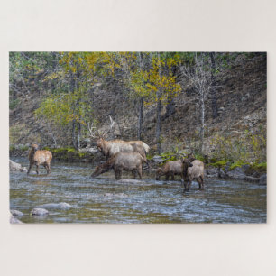 Elk Herd im Big Thompson River