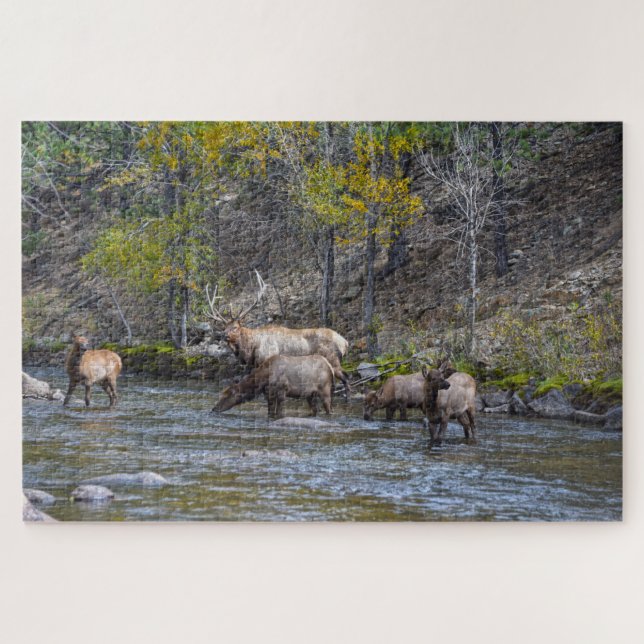 Elk Herd im Big Thompson River (Horizontal)