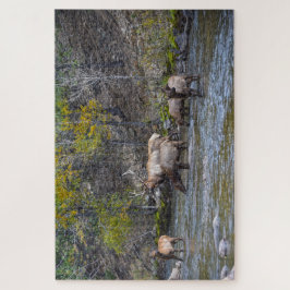 Elk Herd im Big Thompson River