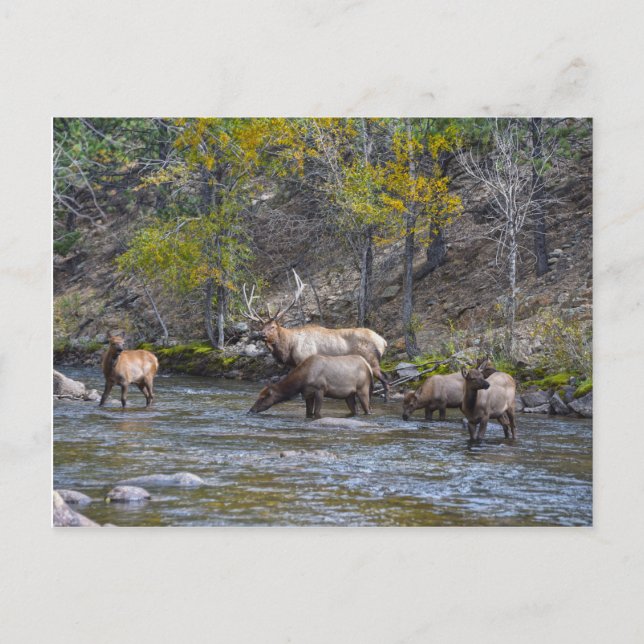 Elk Herd in The Big Thompson, Colorado Postkarte (Vorderseite)
