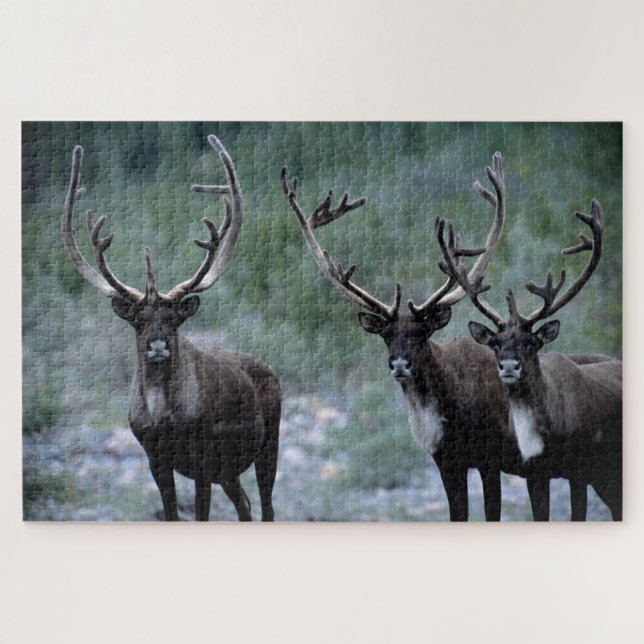 Elk Herd | Mt. Baring, Washington (Horizontal)