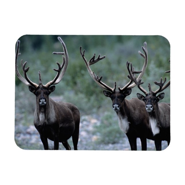 Elk Herd | Mt. Baring, Washington Magnet (Horizontal)