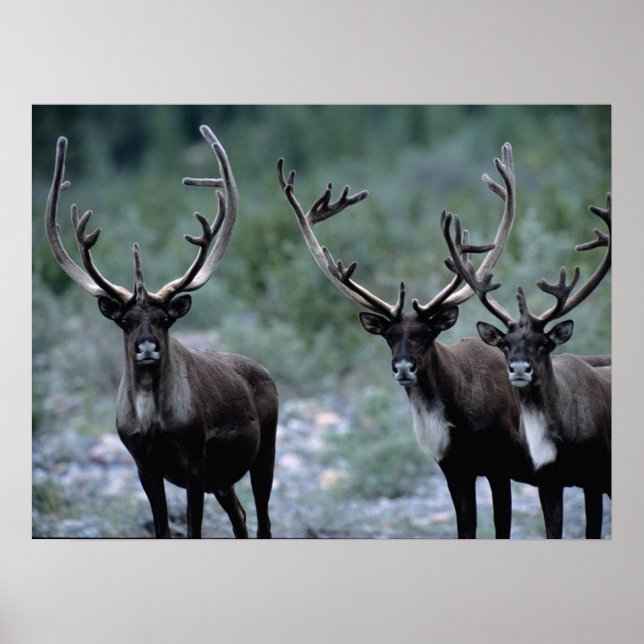 Elk Herd | Mt. Baring, Washington Poster (Vorne)
