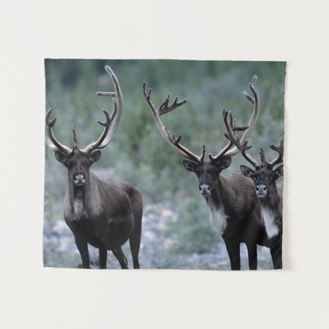 Elk Herd | Mt. Baring, Washington Wandteppich (Vorderseite (Horizontal))