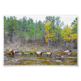 Elk Herd Wading in The Big Thompson River Fotodruck