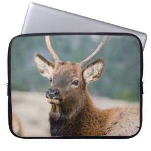 ELK IN ROCKY MOUNTAIN NATIONAL PARK - ELK HERK GR LAPTOPSCHUTZHÜLLE
