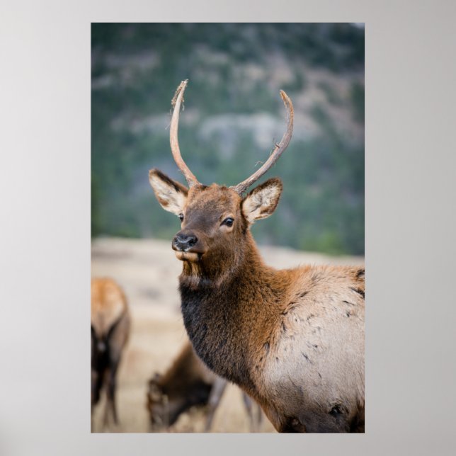 ELK IN ROCKY MOUNTAIN NATIONAL PARK - ELK HERK GR POSTER (Vorne)