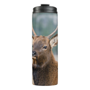 ELK IN ROCKY MOUNTAIN NATIONAL PARK - ELK HERK GR THERMOSBECHER