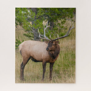 Elk Lake Village Yellowstone Nationalpark Wyoming