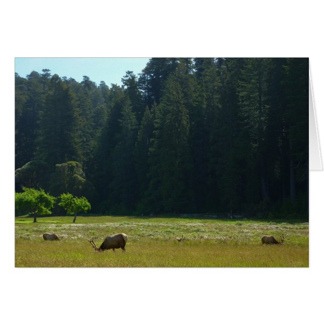 Elk Meadow at Redwood National Park (Devant horizontal)