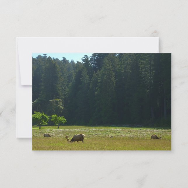 Elk Meadow im Redwood-Nationalpark (Vorderseite)