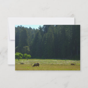 Elk Meadow im Redwood-Nationalpark