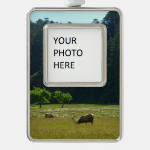 Elk Meadow im Redwood-Nationalpark Rahmen-Ornament Silber