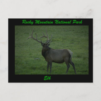 Elk, Milner Pass Postkarte