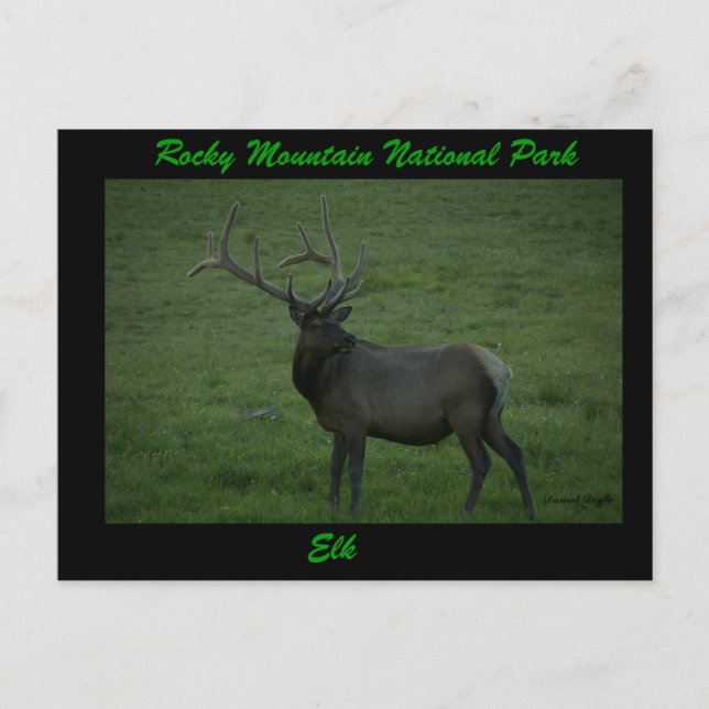 Elk, Milner Pass Postkarte (Vorderseite)