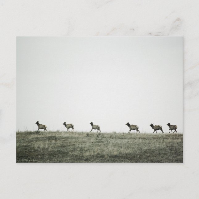Elk P2799 Postkarte (Vorderseite)
