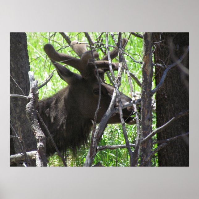 Elk Park Colorado Poster (Vorne)