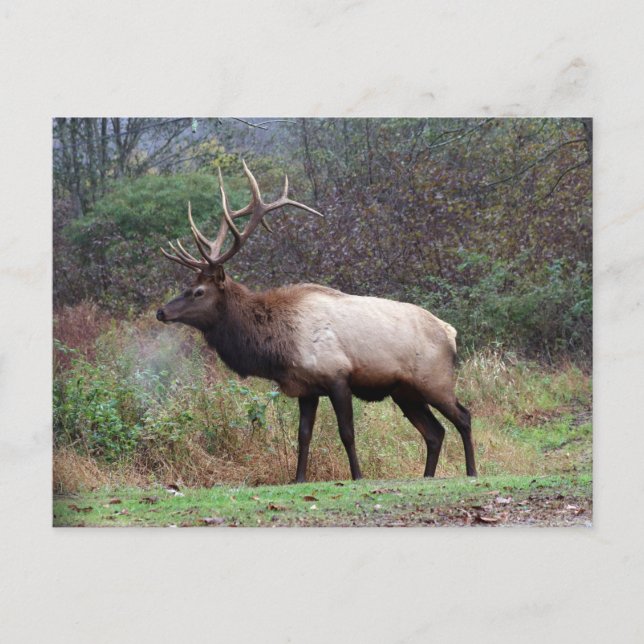 Elk Postcard Postkarte (Vorderseite)