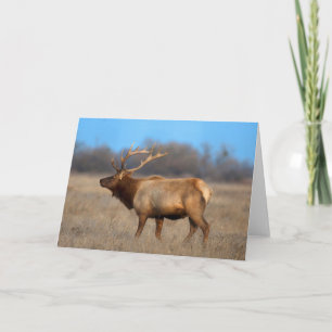 Elk Profile in Autumn Karte