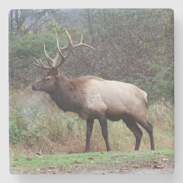 Elk Untersetzer (Vorderseite)