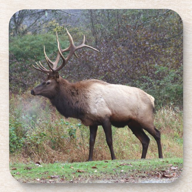 Elk Untersetzer (Vorderseite)