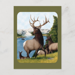 Elk Wapiti Postkarte