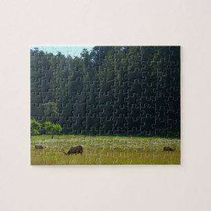 Elk-Wiese im Redwood-Nationalpark