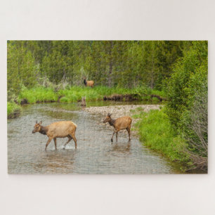 Elks überqueren den Colorado-Fluss
