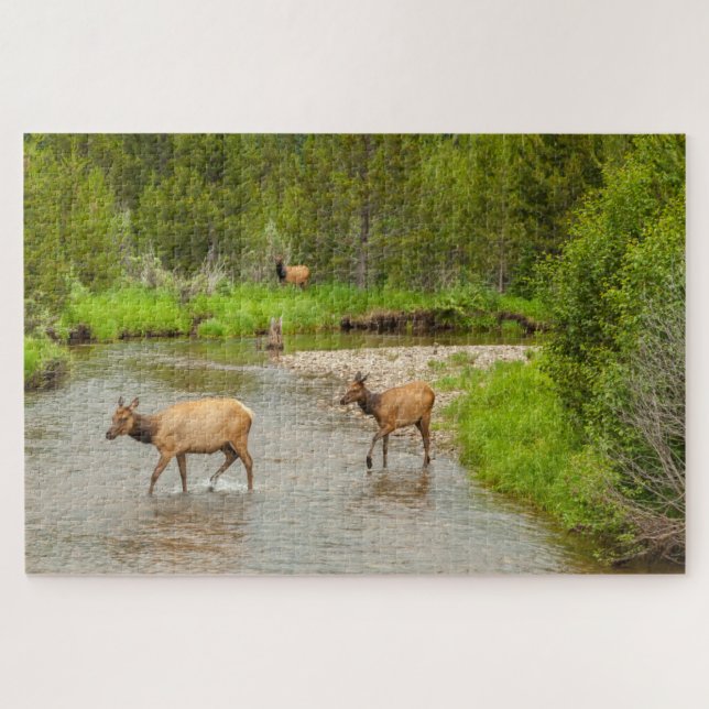 Elks überqueren den Colorado-Fluss (Horizontal)