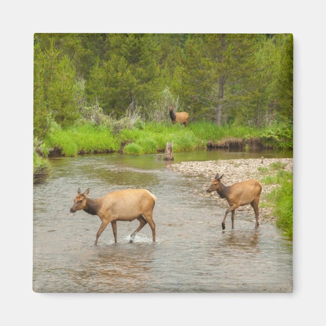 Elks überqueren den Colorado-Fluss Magnet (Vorne)