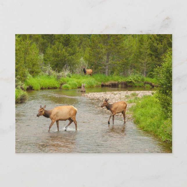 Elks überqueren den Colorado-Fluss Postkarte (Vorderseite)