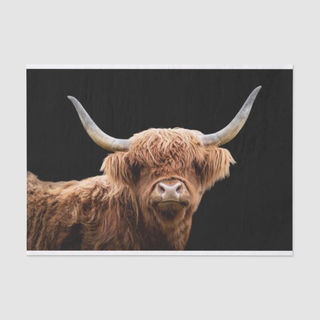 Ellie, das Highland Coo Seidenpapier (Vorderseite)