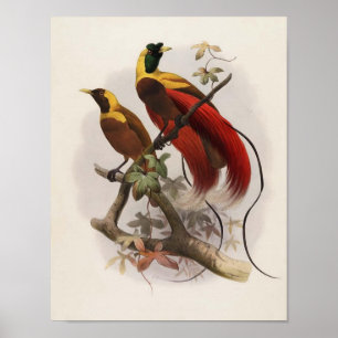 Elliot - Paradisea sanguinea - Roter Bird of Parad Poster