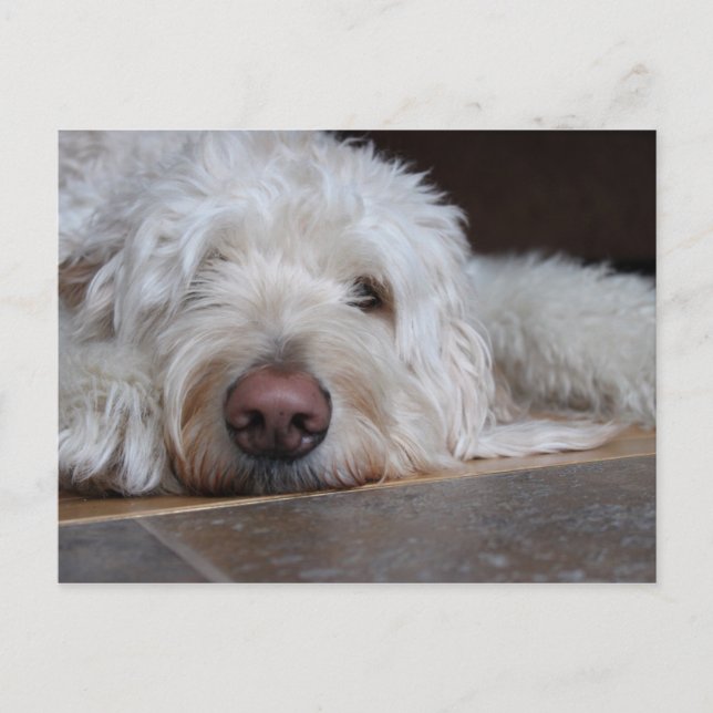 Elliot Postkarte (Vorderseite)