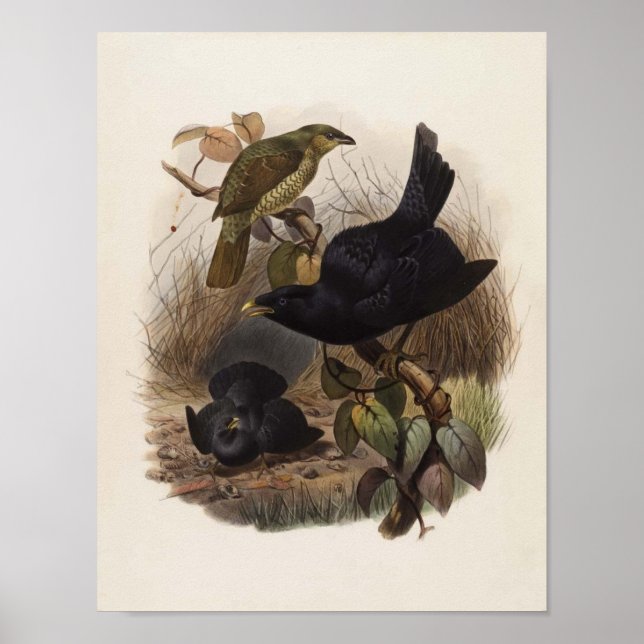 Elliot - Ptilorhynchus violaceus - Satin Bower-bir Poster (Vorne)