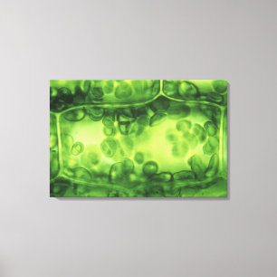 Elodea Pflanze Cells Leinwanddruck