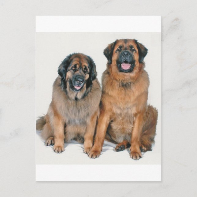 Elsa & Wellington Postkarte (Vorderseite)