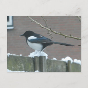 Elster im Schnee DIY-Postkarte Feiertagspostkarte