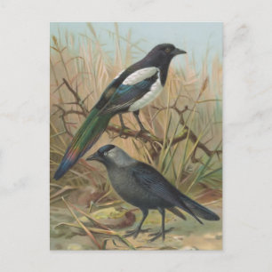 Elster und Dohle Vintage Vogelillustration Postkarte