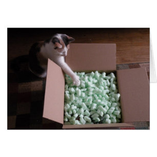 Emballé avec carte - chat